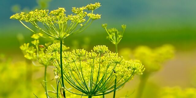 Fennel The Prairie Nurse